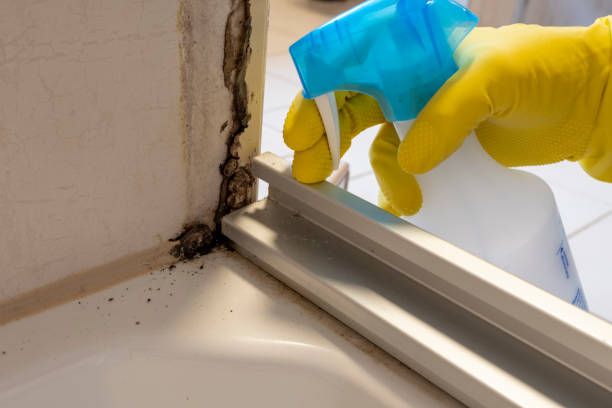Best Local Mold Removal Service  in Kennedy, CA