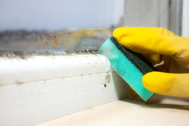 Best Certified Mold Removal  in Kennedy, CA