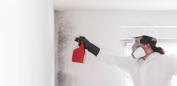 Best Mold Testing and Removal  in Kennedy, CA