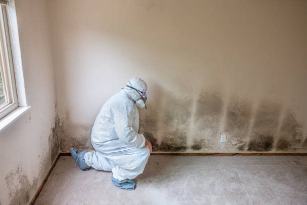 Crawl Space Mold Removal in Kennedy, CA