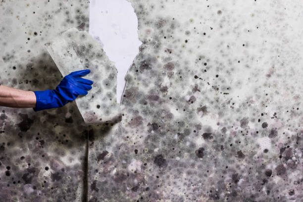 Best Mold Remediation  in Kennedy, CA